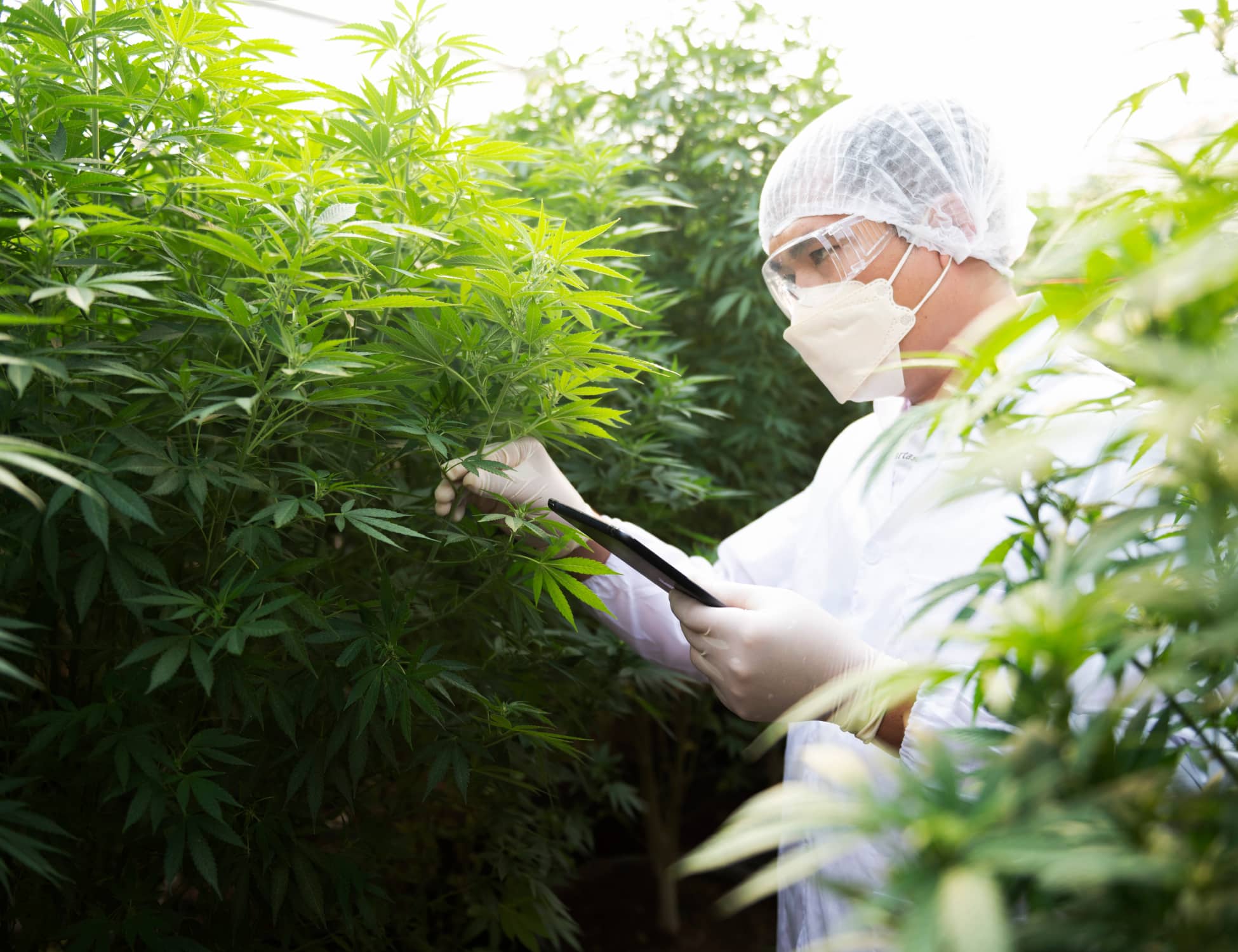 Esta es una fotografía de un cultivo de Cannabis relacionada con Soluciones para cultivos de cannabis